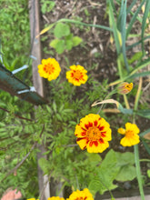 Load image into Gallery viewer, MARIGOLD - Jolly Jester
