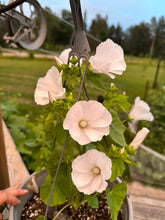 Load image into Gallery viewer, LAVATERA- Mont Blanc