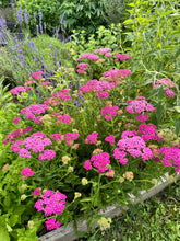 Load image into Gallery viewer, YARROW - Pink