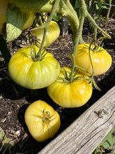 Load image into Gallery viewer, TOMATO - Beaute Blanche Du Canada