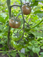 Load image into Gallery viewer, TOMATO - Black Cherry