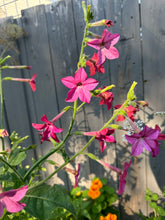 Load image into Gallery viewer, NICOTIANA - Daylight Sensation