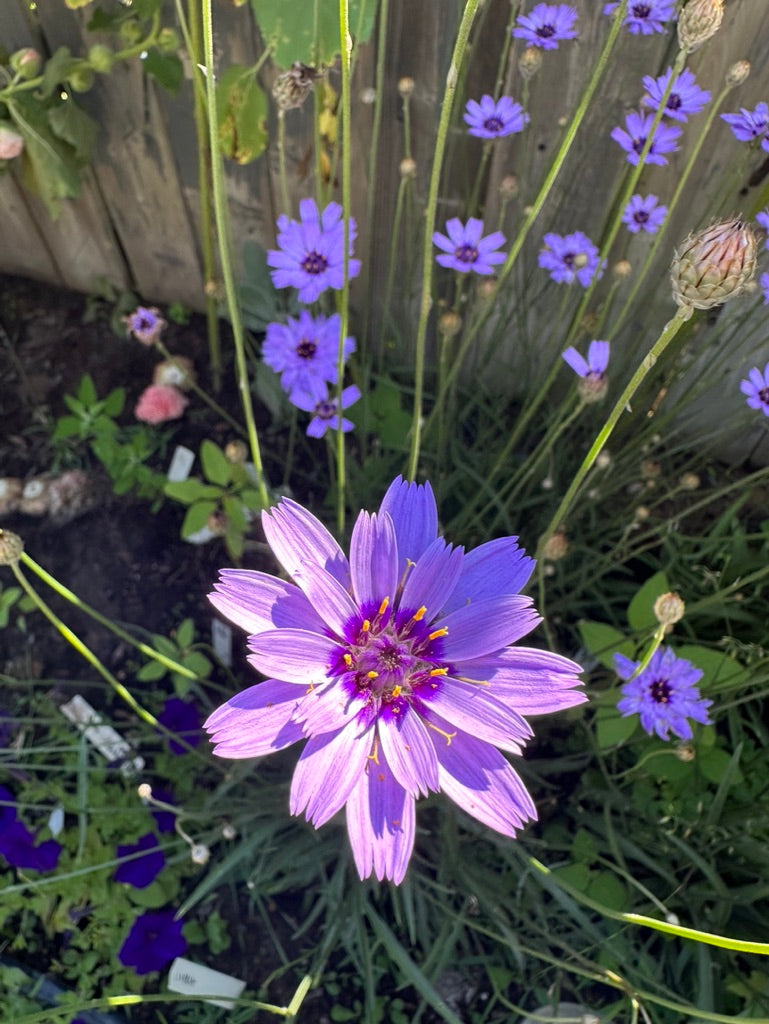 CUPID'S DART – The Superior Gardener