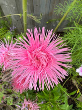 Load image into Gallery viewer, ASTER - Hot Pants