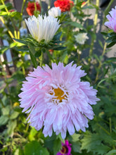 Load image into Gallery viewer, ASTER - Kingsize Appleblossom