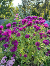 Load image into Gallery viewer, BEE BALM - Purple