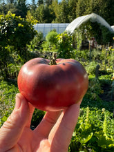 Load image into Gallery viewer, TOMATO - Frankenstein Black