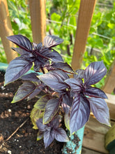 Load image into Gallery viewer, BASIL - Dark Opal