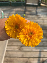 Load image into Gallery viewer, CALENDULA - Kinglet Mix