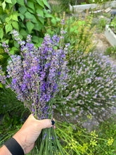 Load image into Gallery viewer, LAVENDER - Munstead