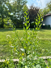 Load image into Gallery viewer, PENNYCRESS