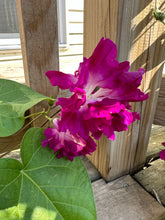 Load image into Gallery viewer, MORNING GLORY - Sunrise Serenade