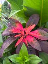Load image into Gallery viewer, AMARANTH - Joseph's Coat