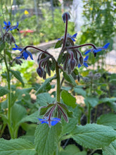 Load image into Gallery viewer, LOW-MAINTENANCE POLLINATOR BUNDLE