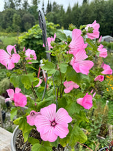 Load image into Gallery viewer, LAVATERA - Silvercup