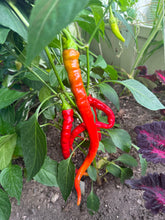 Load image into Gallery viewer, PEPPER (SWEET) - Corbaci