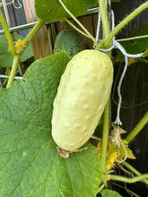 Load image into Gallery viewer, CUCUMBER - Boothby's Blonde