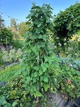 Load image into Gallery viewer, BEAN, POLE - Nono's Heirloom