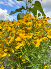 Load image into Gallery viewer, SNEEZEWEED