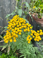 Load image into Gallery viewer, TANSY