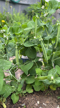 Load image into Gallery viewer, PEA (BUSH) - Tom Thumb