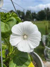 Load image into Gallery viewer, LAVATERA- Mont Blanc