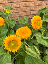 Load image into Gallery viewer, SUNFLOWER - Teddy Bear