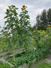 Load image into Gallery viewer, SUNFLOWER - Evening Sun Mix