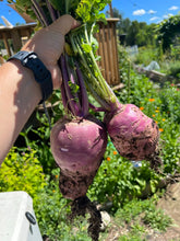Load image into Gallery viewer, TURNIP - Purple Top White Globe
