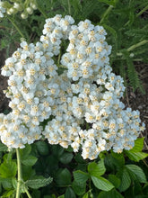 Load image into Gallery viewer, YARROW - White