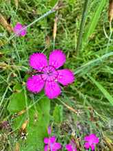 Load image into Gallery viewer, DIANTHUS - Maiden Pink