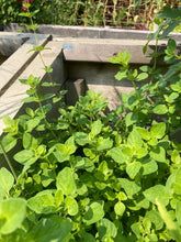Load image into Gallery viewer, OREGANO - Italian Purple Blossom