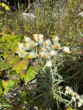 Load image into Gallery viewer, SUPERIOR NATIVE WILDFLOWER MIX
