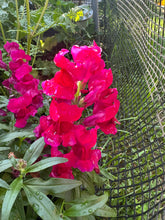 Load image into Gallery viewer, SNAPDRAGON - Mini Snap Mix