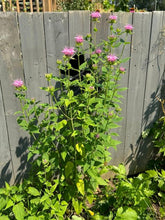 Load image into Gallery viewer, BEE BALM - Pink