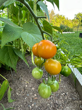 Load image into Gallery viewer, TOMATO - Silvana's Gold