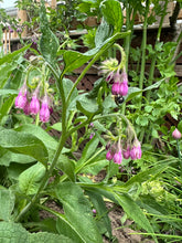 Load image into Gallery viewer, COMFREY
