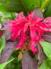 Load image into Gallery viewer, AMARANTH - Joseph's Coat
