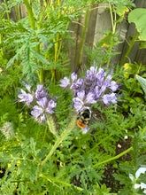 Load image into Gallery viewer, BEE'S FRIEND