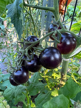 Load image into Gallery viewer, TOMATO - Dancing With Smurfs