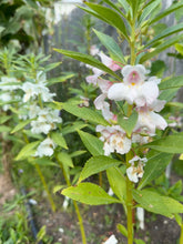Load image into Gallery viewer, BALSAM IMPATIENS