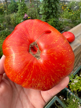 Load image into Gallery viewer, TOMATO - Feurerwerk