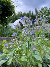 Load image into Gallery viewer, BORAGE