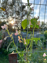Load image into Gallery viewer, BEAN, POLE - Sunset Runner