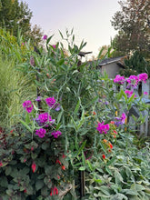 Load image into Gallery viewer, SWEET PEA - Perennial
