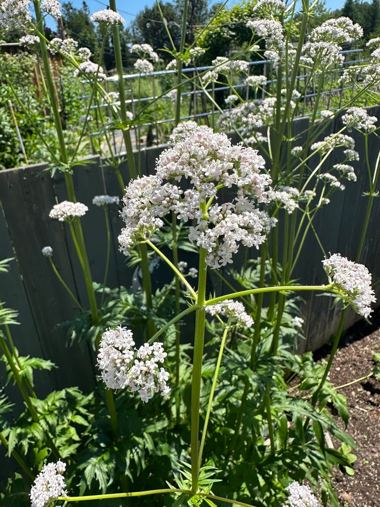 VALERIAN – The Superior Gardener
