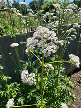 Load image into Gallery viewer, VALERIAN