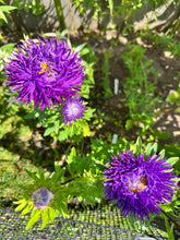 Load image into Gallery viewer, ASTER - Pavlova Dark Blue