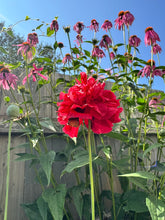 Load image into Gallery viewer, POPPY - Red Peony