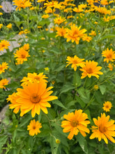 Load image into Gallery viewer, SUNFLOWER - PERENNIAL